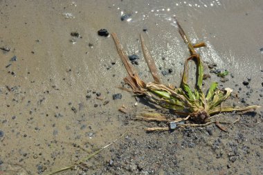 Sarı Nehir kum siyah küçük taşlar, yeşil algler ve Dinyeper Nehri dalgası