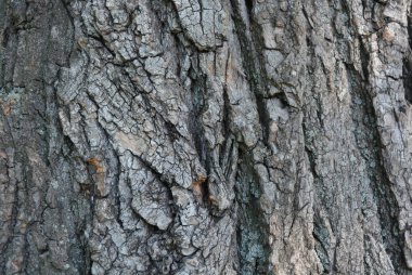 Ahşap kabuk eski ağaç, ahşap ve derin arka plan ve splash