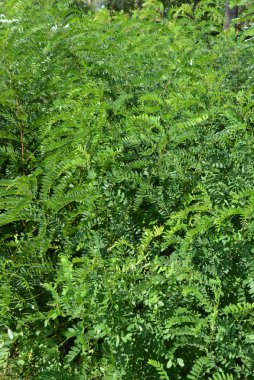 Parlak yeşil yaz Bush'larda yaprakları akasya