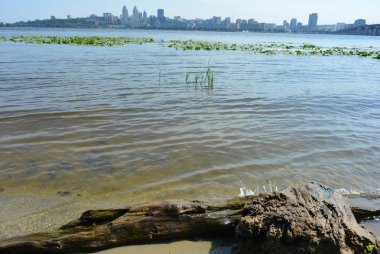 Nehir kıyısında ahşap bir parça ile bir günlük ve bir günlük kuru bir ağaçtan sarı bir gıcırtı ve su, sazlık ve nilüferler güzel sahne