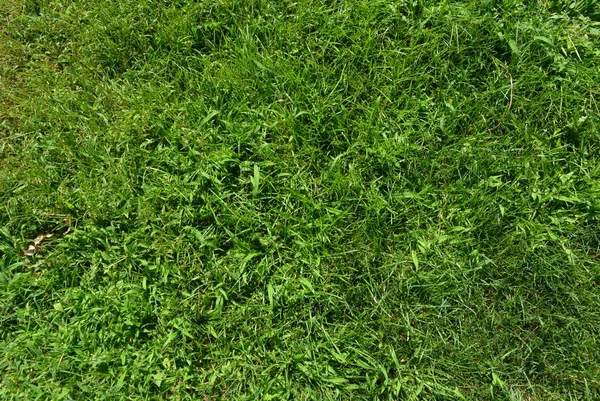 Green lawn grass football background green light