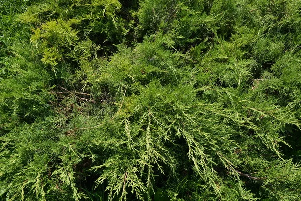 Grön Buske Bakgrunden Gräsmatta Gräs — Stockfoto