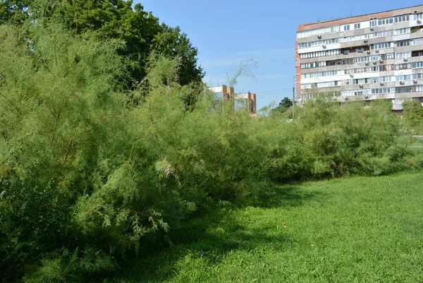 Zöld Pázsit Gyep Könnyű Zöld Bokrok Fák Egy Piros Vidám — Stock Fotó