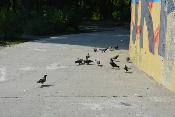 一群城市鸽子啄散落的面包 面包屑在水泥路面上 — 图库照片