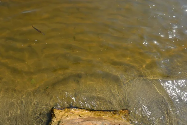 River Unusual Background Wet Wooden Log River Bank Water Bottom — Stock Photo, Image