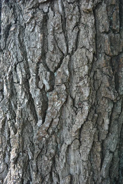 Holzrinde Des Alten Baumes Hölzerner Und Tiefer Hintergrund Und Spritzer — Stockfoto