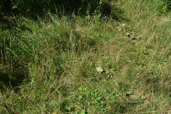 Естественный Фон Зеленая Трава Пожелтевшей Травой — стоковое фото