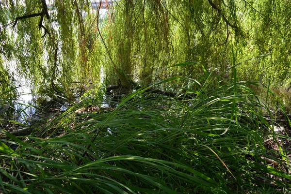 Bay River Green Leaves Reeds Branches Twigs Green Willow — Stock Photo, Image