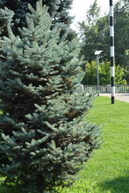 Şehir park bölgesinde çim çimen ile yeşil Noel ağacı