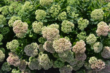 Oreginal çiçek çiçekli ve ilginç bir yeşil park alanı ile yaprakları