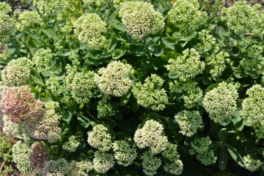 Oreginal çiçek çiçekli ve ilginç bir yeşil park alanı ile yaprakları