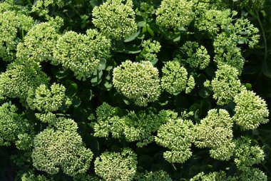 Oreginal çiçek çiçekli ve ilginç bir yeşil park alanı ile yaprakları