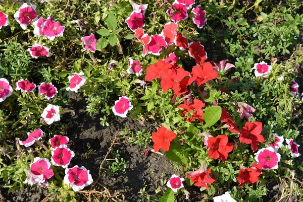 Veel Verschillende Maten Petun Helder Kleurrijk Crimson Met Een Witte — Stockfoto