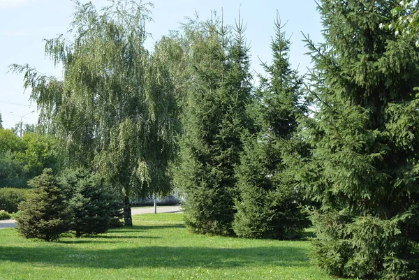 Birçok yeşil Noel ağaçları ile park bölgesinde şehrin zemin karşı bir huş ağacı