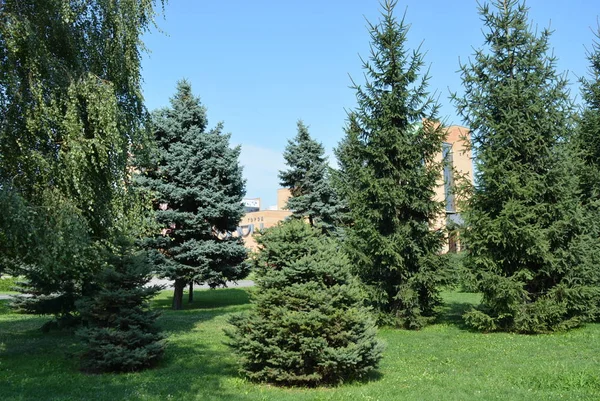 Molti Alberi Natale Verdi Con Una Betulla Nella Zona Del — Foto Stock