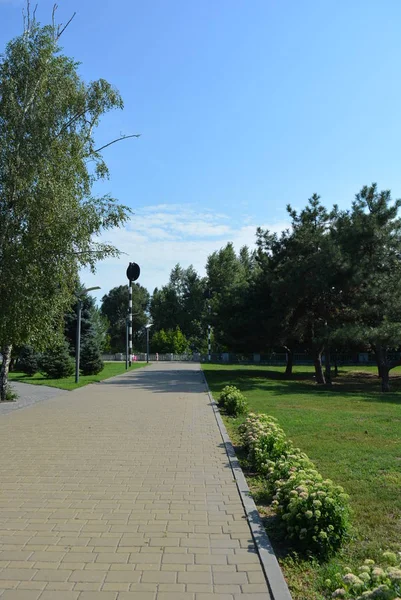 Vicolo Del Parco Molti Alberi Verdi Con Una Betulla Nella — Foto Stock