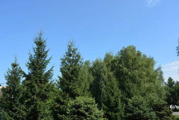 Natureza Verde Céu Azul Belas Árvores Parque — Fotografia de Stock