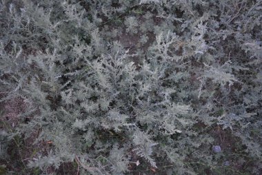 Gümüş gri çiçek ve bitki gri bir renk tonu ile akşam