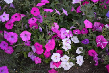 Renkli ve parlak kokulu çok renkli Petunya çiçek akşam güzel tomurcukları ile.