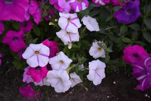 Színes Fényes Illatos Tarka Petunia Virágok Gyönyörű Bimbók Este — Stock Fotó
