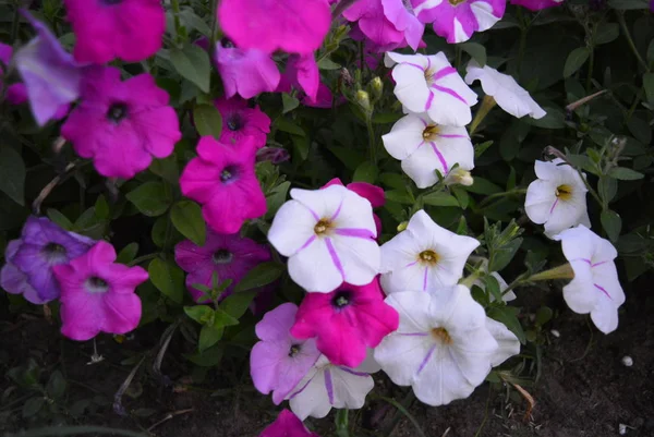 Színes Fényes Illatos Tarka Petunia Virágok Gyönyörű Bimbók Este — Stock Fotó