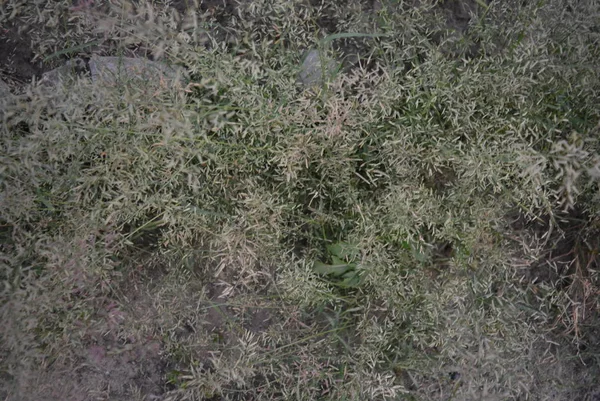 White River Peso Protruding Fluffy Grass Very Small Swallows Evening — Stock Photo, Image