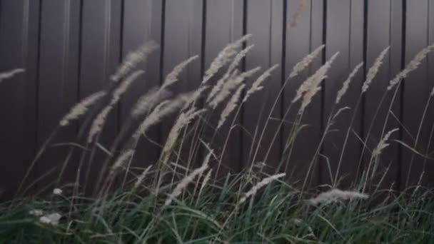 Piękny Złoty Nasiona Kolce Zielone Trawy Tle Brązowy Kornwalii Wiatru — Wideo stockowe