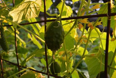 Yeşil salatalık yeşil yaprakları ve karanlık bir metal kafes ile sarı çiçek bir arka plan üzerinde asılı.