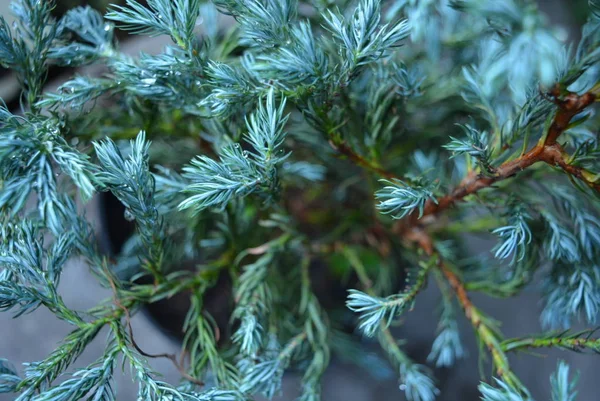 Vackra Och Shaggy Blommor Juniper Blå Grön Färg Blå Stjärna — Stockfoto