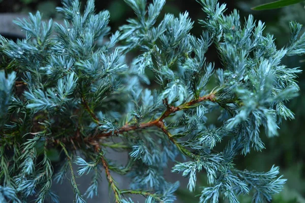 Fiori Belli Arruffati Ginepro Azzurro Verde Stella Blu — Foto Stock