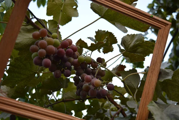 Elegante Marco Madera Hecho Madera Blanca Con Racimos Maduros Uvas — Foto de Stock