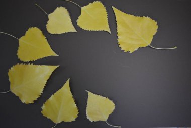 Sarı kavak yaprakları ilginç mat arka plan üzerine koyulur