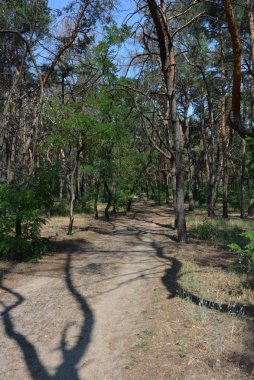 Çam ormanı, mavi gökyüzü, kumlu kum ve ağaçların gölgesi.