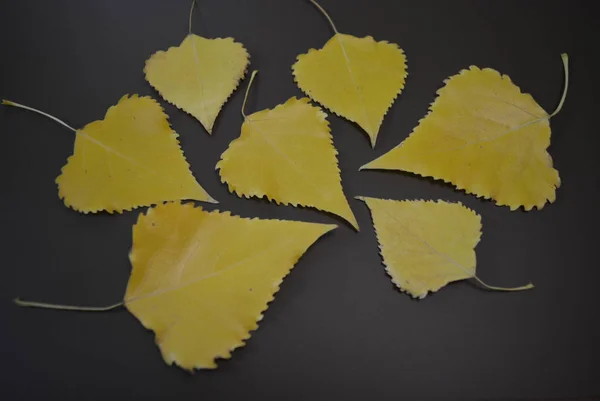 Yellow Poplar Leaves Laid Out Interesting Matte Background — Stock Photo, Image