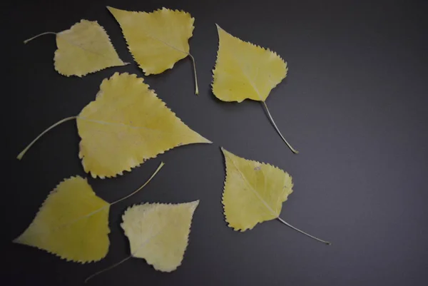 Yellow Poplar Leaves Laid Out Interesting Matte Background — Stock Photo, Image