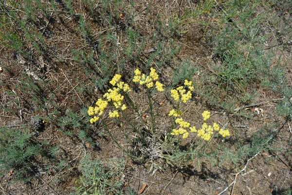 Sárga Homokvirágok Virágoznak Homokon — Stock Fotó