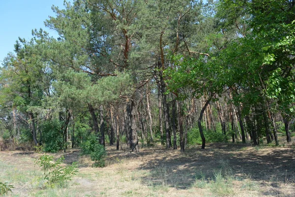 Bosque Pinos Paisaje Con Cielo Azul Arena Arenosa Sombra Los —  Fotos de Stock