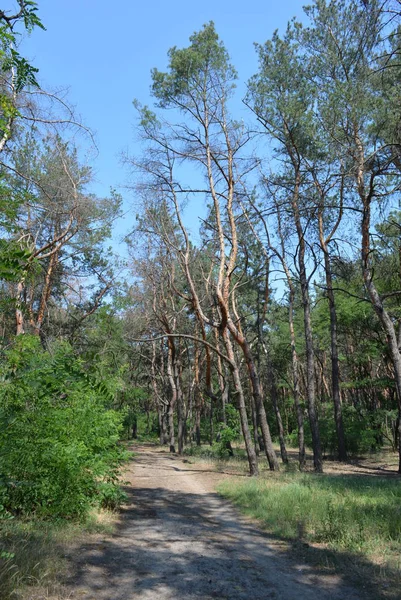 Bosque Pinos Paisaje Con Cielo Azul Arena Arenosa Sombra Los —  Fotos de Stock