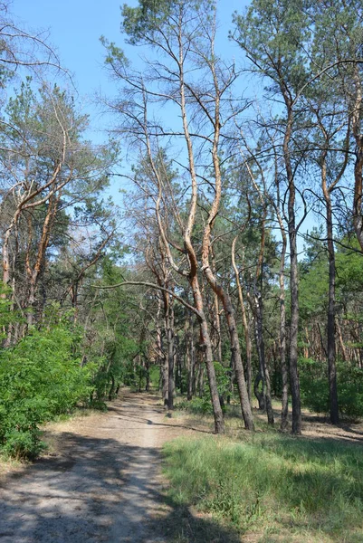 Bosque Pinos Paisaje Con Cielo Azul Arena Arenosa Sombra Los —  Fotos de Stock