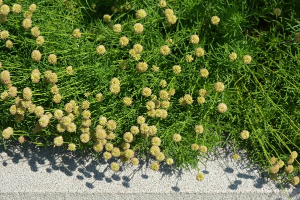 Blüten Wie Kamille Mit Goldenen Blüten Und Schönem Laub — Stockfoto