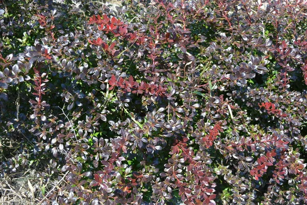 Röda Vinröd Buxbom Plantor Solljuset — Stockfoto