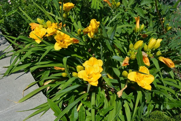 Hermosas Flores Grandes Calle Lirio Amarillo Luz Del Sol — Foto de Stock