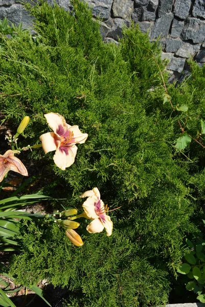 Vacker Gata Stora Blommor Ljust Rosa Med Gul Lilja Solljuset — Stockfoto