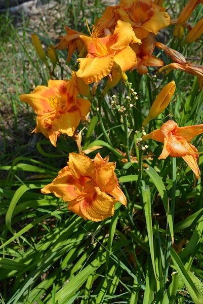 Mooie Straat Grote Bloemen Heldere Oranje Lelie Het Zonlicht — Stockfoto