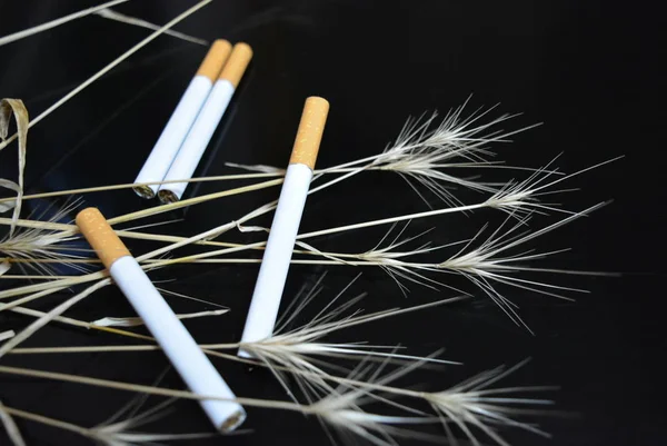 Muchos Cigarrillos Con Orejas Hierba Seca Sobre Fondo Negro Brillante — Foto de Stock
