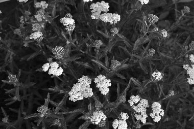 Güneş ışınlı beyaz kireçten güzel çiçekler.