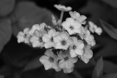 Güzel mor renkli yeşil yaprakları bir arka bahçede ev yapımı.