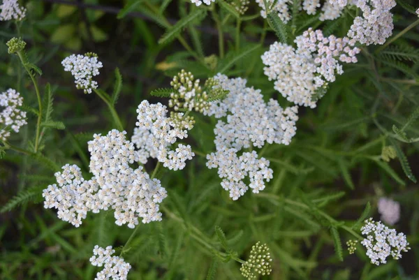 Schöne Blüten Der Weißen Schafgarbe Mit Sonnenstrahlen — Stockfoto