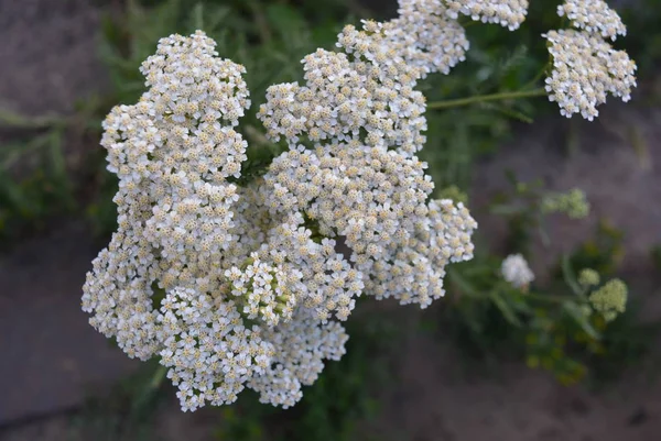 Schöne Blüten Der Weißen Schafgarbe Mit Sonnenstrahlen — Stockfoto