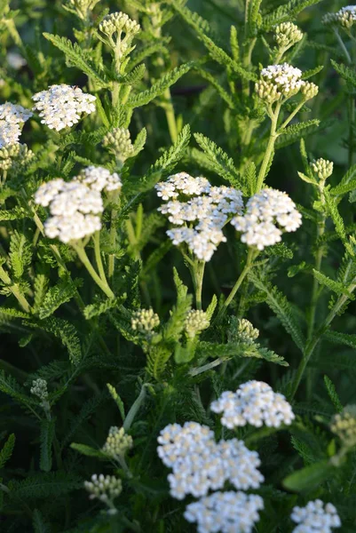 Beautiful flowers of white yarrow with sun rays.